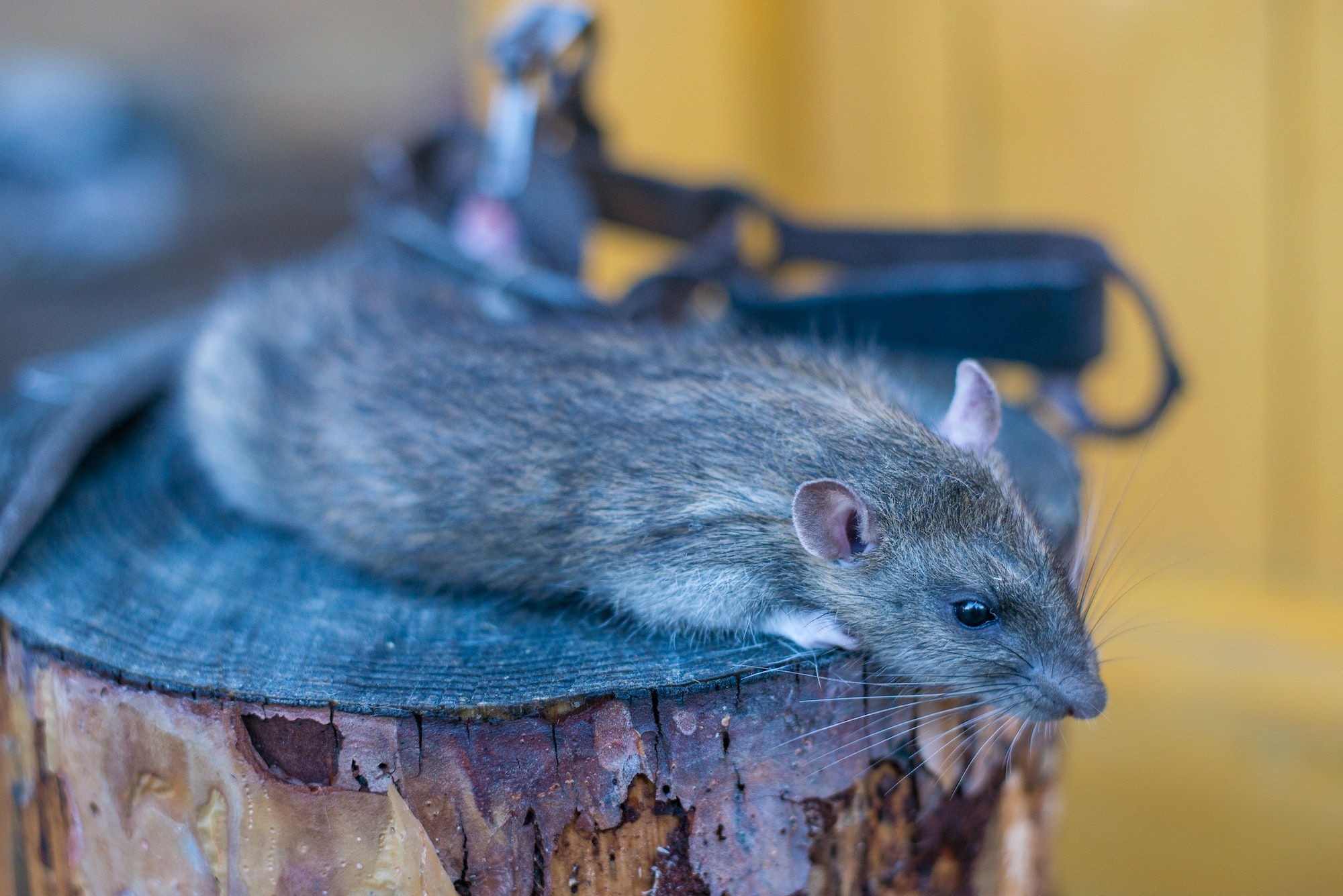 dead rat in a trap