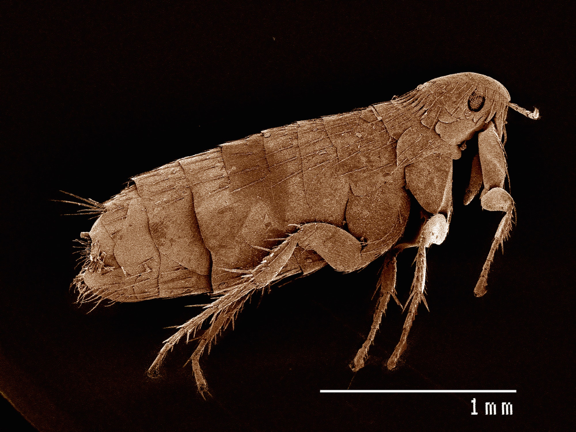 Scanning electron micrograph of the head of a flea (siphonaptera)