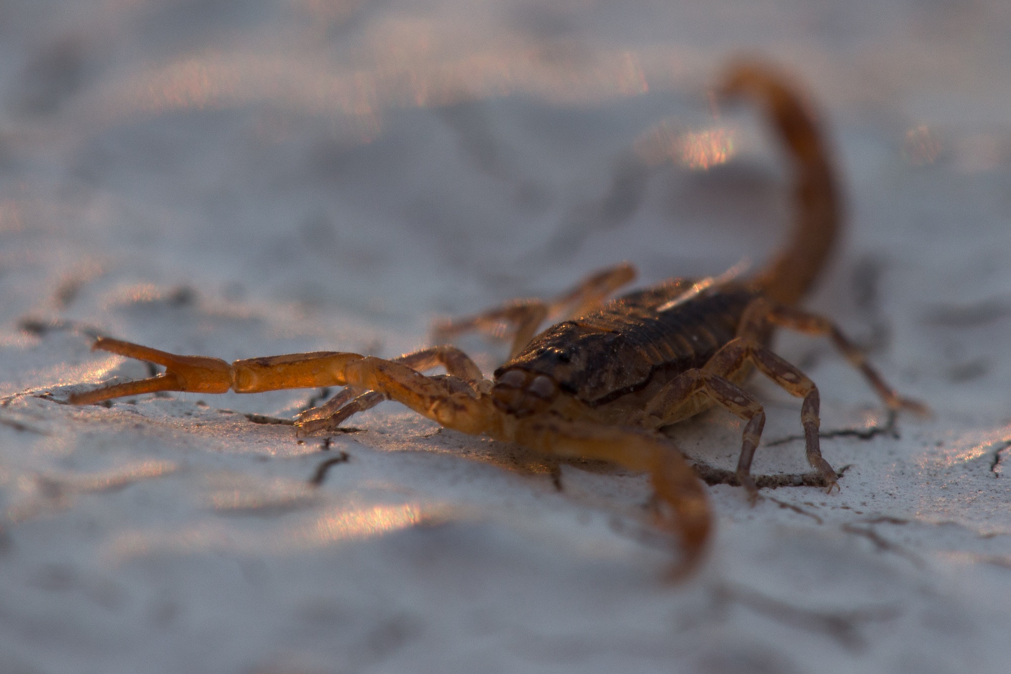 Scorpion