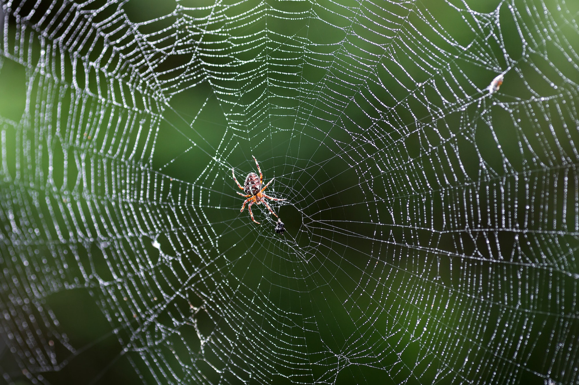 Spider