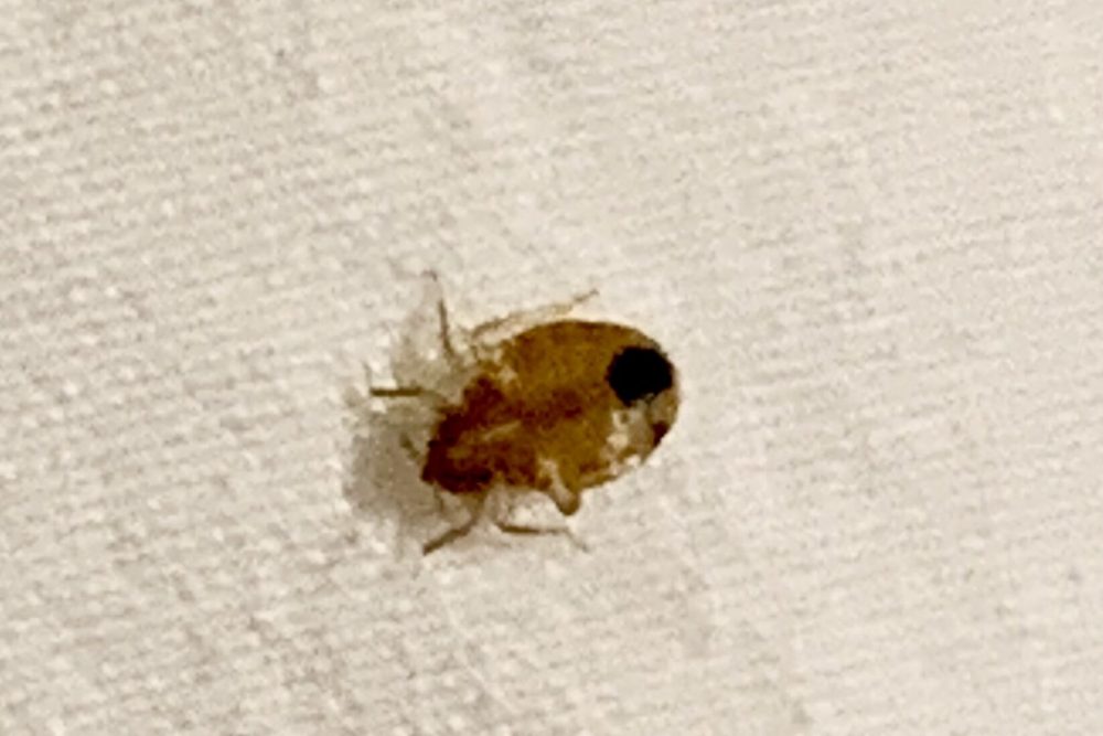 Bed bug on a sheet